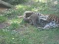 Zoo Cottbus 049